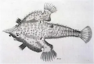 Beaked: ANGLER FISH/BEAKED