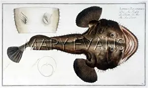 Barbs: ANGLER FISH/SEA DEVIL
