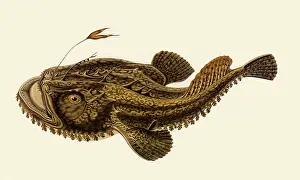 Lophius: Anglerfish, Lophius piscatorius