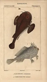 Lophius: Anglerfish, Lophius piscatorius, and spotted