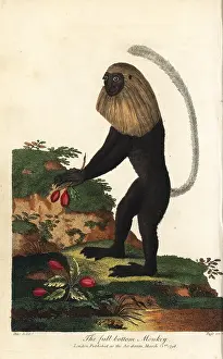 Sibly: Angola colobus, Colobus angolensis