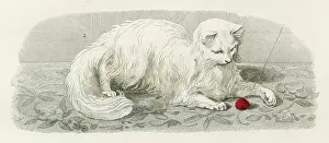 Knowing: ANGORA CAT