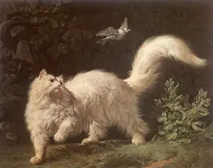 1761: Angora Cat