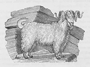 Silky: ANGORA GOAT (BEWICK)