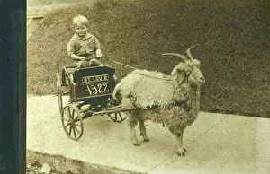 Angora: Angora Goat pulling a child's cart