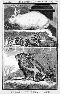 Moulting: ANGORA RABBITS