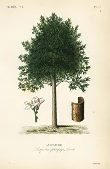 Angostura: Angostura trifoliata, Cusparia febrifuga
