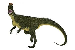 Dilophosaurid: An angry Cryolophosaurus dinosaur, side view on