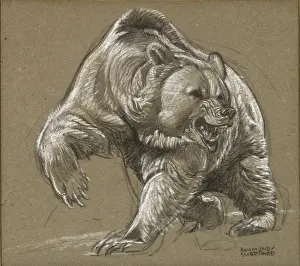 Enraged: An angry Grizzly Bear
