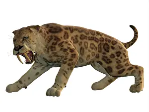 Markings: An angry saber-toothed tiger