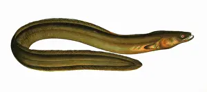Nosed: Anguilla anguilla, or Broad-Nosed Eel