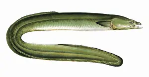 Eels: Anguilla anguilla, or Dublin Eel
