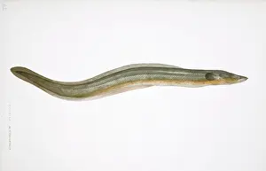 Anguilla: Anguilla anguilla, freshwater eel