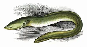 Nosed: Anguilla anguilla, or Sharp-Nosed Eel