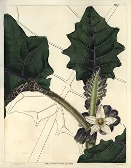 Downy: Angular-leaved downy naranjilla, with attractive
