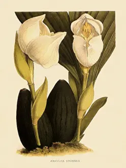 Orchids: Anguloa Eburnea