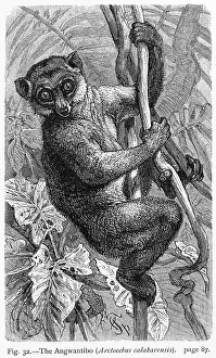 Prosimian: ANGWANTIBO - 1