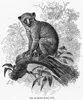 Prosimian: ANGWANTIBO - 2