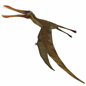 Anhanguera: Anhanguera dinosaur