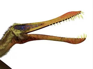 Snout: Anhanguera headshot showing its sharp teeth
