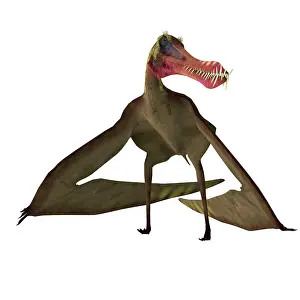 Pteranodon: Anhanguera reptile resting, on white background