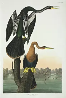 Suliformes: Anhinga anhinga, Anhinga