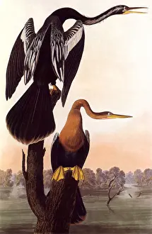 Necks: Anhinga Birds