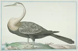 Gideon: Anhinga melanogaster, darter
