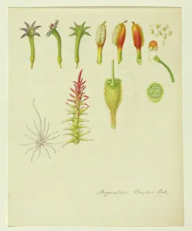 Unfinished: Anigozanthos flavidus, Tall kangaroo paw