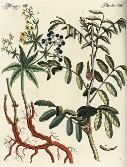 Indigo: Anil and dyer's madder
