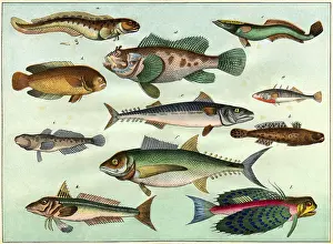 Mackerel: animal, animals, fish, decorative lithograph