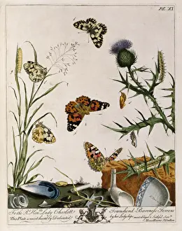 Aurelian: animal, animals, image of butterflies, from Moses