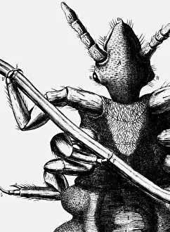 Micrographia: animal, animals, insects, flea (Siphonaptera)