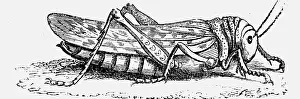 Locusts: animal, animals, insects, locusts, migratory