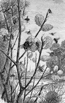 Ferruginea: animal, animals, insects, various, flies (Bombylius