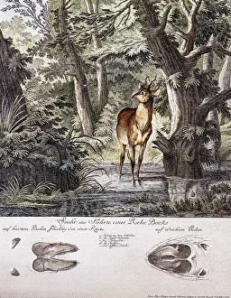 Hoof: animal, animals, mammals, deer, roe deer (Capreolus