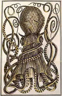 Squids: animal, animals, mollusc, squids (Teuthida)