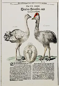 Casuarius: animal, animals, Ostrich (Struthio camelus) and