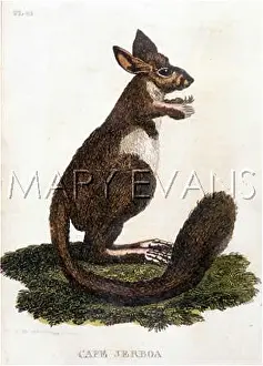 Jerboa: ANIMAL/CAPE JERBOA 1811