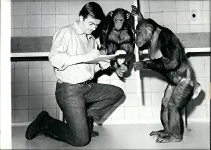 Chimps: Animal caretaker with two chimpanzees