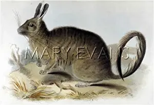 Lanigera: ANIMAL/CHINCHILLA 1835