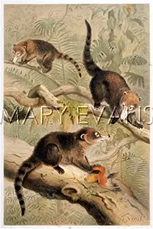 Coati: ANIMAL/COATI 19C