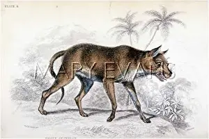 Dhole: ANIMAL/DHOLE/CEYLON 1839
