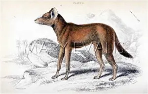 Dhole: ANIMAL/DHOLE SUMATRA