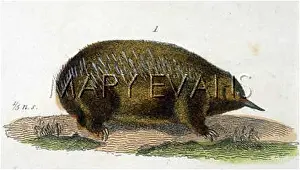 Setosa: ANIMAL/ECHIDNA SETOSA