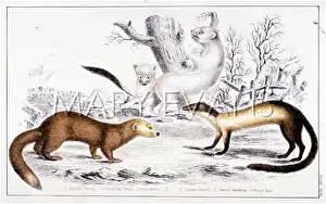 Ferret: ANIMAL/ERMINE ETC 19C