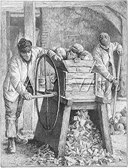 Swedes: ANIMAL FEED / SWEDES