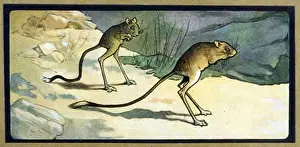 Jerboa: ANIMAL/JERBOA 1914