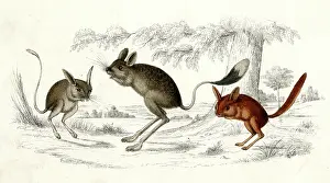 Jerboa: ANIMAL/JERBOA 19C