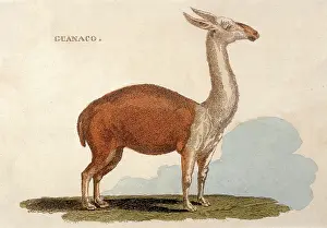 Guanaco: ANIMAL/LLAMA/GUANACO